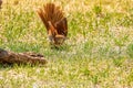 Brown Thrasher ready to fly Royalty Free Stock Photo