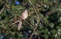 Brown Thrasher songbird, Georgia USA Royalty Free Stock Photo