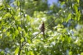 Brown Thrasher Singing