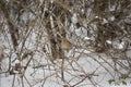 Brown Thrasher in the Snow Royalty Free Stock Photo