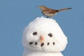 Brown Thrasher On A Snowman