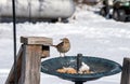 A brown thrasher on a snowy day in Missouri.