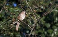 Brown Thrasher songbird, Georgia USA Royalty Free Stock Photo