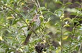 Brown Thrasher Georgia State Bird Royalty Free Stock Photo