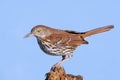 Brown Thrasher (Toxostoma rufum)