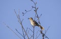 Brown Thrasher bird singing in a tree, Georgia USA Royalty Free Stock Photo