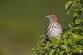 Brown Thrasher (Toxostoma rufum rufum)