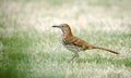 Brown Thrasher bird, Athens, Clarke County, Georgia USA Royalty Free Stock Photo