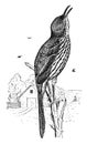 Brown Thrasher, vintage illustration