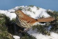 Brown Thrasher In Winter Royalty Free Stock Photo