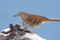 Brown Thrasher In Winter Royalty Free Stock Photo