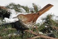 Brown Thrasher In Winter Royalty Free Stock Photo