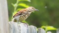 Brown Thrasher Yellow Eyes Bird on Fence with Grape Vines and Trees in Background