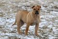 Ca de Bou Mallorquin Mastiff puppy dog Royalty Free Stock Photo