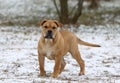 Ca de Bou Mallorquin Mastiff puppy dog Royalty Free Stock Photo