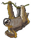 Sloth