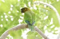 Brown-throated Parakeet (Eupsittula pertinax