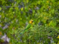 Brown-throated parakeet, Eupsittula pertinax. CuraÃÂ§ao, Lesser Antilles, Caribbean