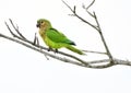 Brown-throated Parakeet Eupsittula pertinax on a tree branch