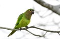 Brown-throated Parakeet Eupsittula pertinax on a tree branch