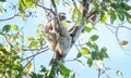 Brown-throated sloth Bradypus variegatus Royalty Free Stock Photo