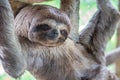 Sloth Brown-throated, slow animal Bradypus variegatus Animal face close up Royalty Free Stock Photo