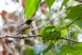 The Brown-throated Sunbird (Anthreptes malacensis)