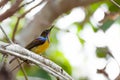 The Brown-throated Sunbird (Anthreptes malacensis)