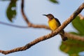 Brown-throated sunbird - Anthreptes malacensis, also plain-throated sunbird, bird in the Nectariniidae family, found in a wide