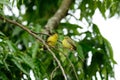 Brown-throated Sunbird (Anthreptes malacensis)