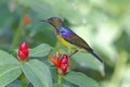 Brown-throated Sunbird Anthreptes malacensis Male Birds of Thailand