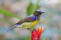 Brown-throated Sunbird Anthreptes malacensis Male Birds of Thailand