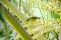 Brown throated sunbird, female, Bird feeding nectar on the flowers of coconut tree
