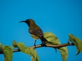 Brown-throated Sunbird on thorny branch Royalty Free Stock Photo