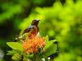 Brown-throated Sunbird

is on  the tree with red flower. Royalty Free Stock Photo