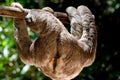 Brown-throated three-toed sloth Royalty Free Stock Photo