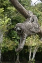 Brown-throated three-toed sloth, Bradypus variegatus Royalty Free Stock Photo