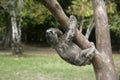 Brown-throated three-toed sloth, Bradypus variegatus Royalty Free Stock Photo