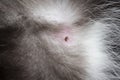 A brown tick bitten into the animal`s skin. Cat`s skin and fur. A small tick that parasitizes the skin of a cat. Royalty Free Stock Photo