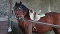 Brown tied up horse with a saddle looking around