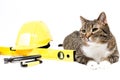 Brown Tiger Cat Lying Behind Some Tools For Handyman