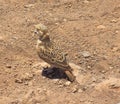 Brown tiny bird camouflaging with the surrounding Royalty Free Stock Photo