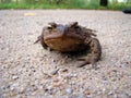 Brown toad Royalty Free Stock Photo