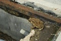 Common Toad on Ground Royalty Free Stock Photo