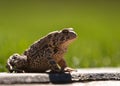Brown toad on concrete curb Royalty Free Stock Photo