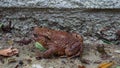 Brown Toad enjoying the wet
