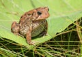 Brown toad / frog on a green leaf Royalty Free Stock Photo