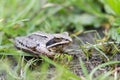 Frog in green grass Royalty Free Stock Photo