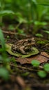 Brown Toad on Leaf in Lush Green Forest Royalty Free Stock Photo