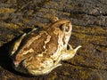 Brown toad Royalty Free Stock Photo